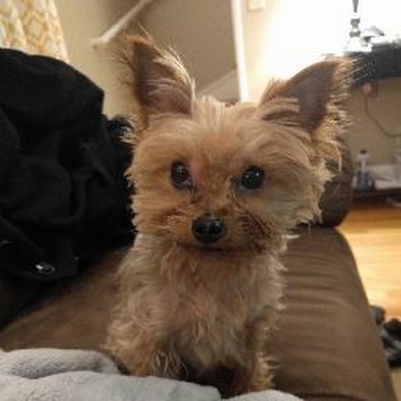 Meet your Posher, Anny - Picture 1 of 1